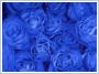 Róża pnąca niebieska Indigolette