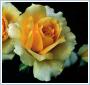Róża wielkokwiatowa brzoskwiniowa Casanova