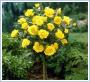 Róża pienna żółta Berolina