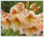 Rododendron wielkokwiatowy bernstein Rhododendron Bernstein