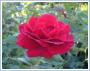 Róża wielkokwiatowa bordowa Mr Lincoln