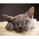 Logo firmy Hodowla zwierząt domowych - koty rosyjskie niebieskie - Psy Samoyed Joanna Buśko