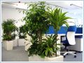Rośliny doniczkowe do biur